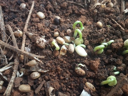 Anupama French Black Bean Seeds for Planting