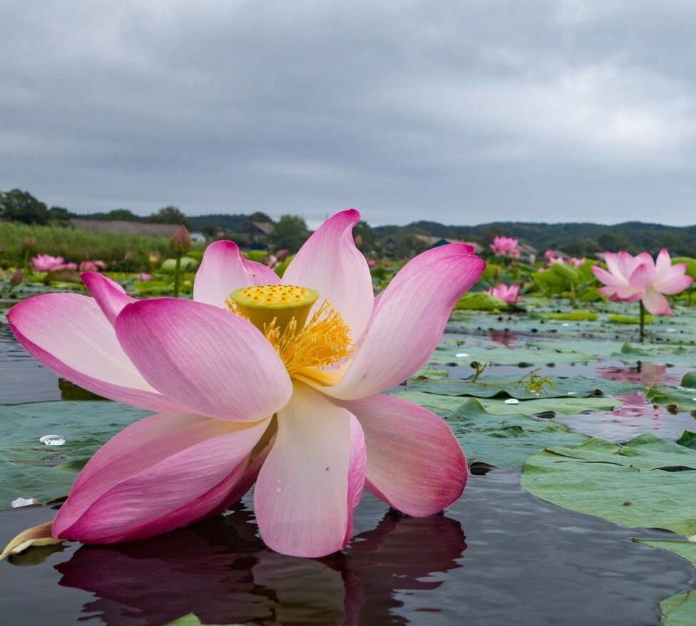 Water wild pink lotus
