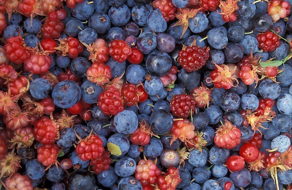 Wild Berry Garden Collection | 10 Rare Varieties