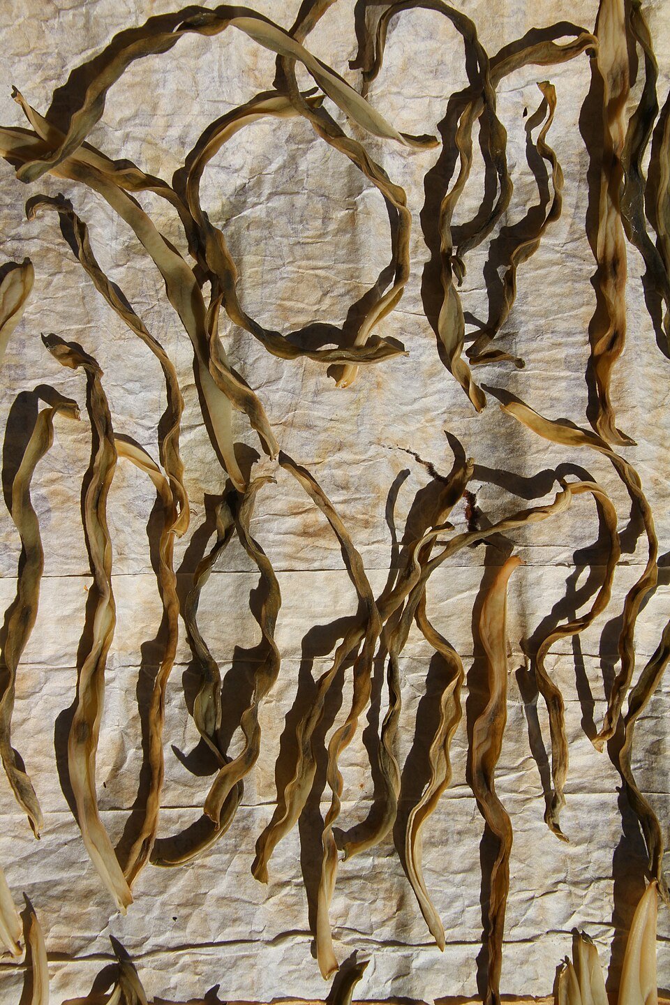 World Bean Heritage Collection | 20 Rare Varieties